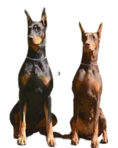 ma3